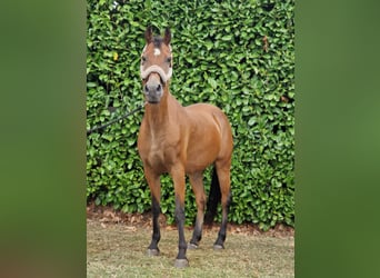 Weitere Warmblüter Mix, Wallach, 18 Jahre, 145 cm, Brauner