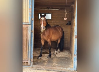 Weitere Warmblüter, Wallach, 18 Jahre, 150 cm, Brauner