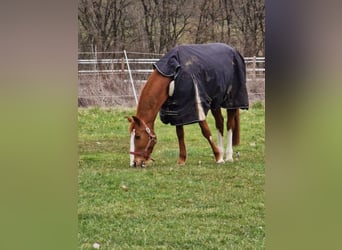 Weitere Warmblüter, Wallach, 18 Jahre, 157 cm, Fuchs