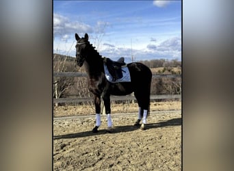 Weitere Warmblüter, Wallach, 18 Jahre, 157 cm, Rappe