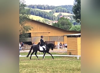 Weitere Warmblüter, Wallach, 18 Jahre, 157 cm, Rappe