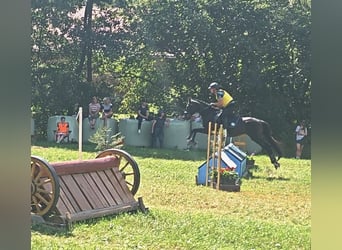 Weitere Warmblüter, Wallach, 18 Jahre, 157 cm, Rappe