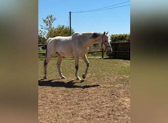 Weitere Warmblüter, Wallach, 18 Jahre, 160 cm, Schimmel