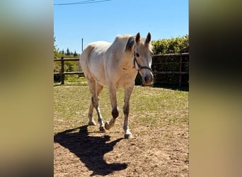 Weitere Warmblüter, Wallach, 18 Jahre, 160 cm, Schimmel