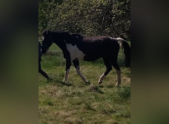 Weitere Warmblüter, Wallach, 18 Jahre, 165 cm, Schecke