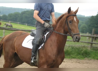 Weitere Warmblüter, Wallach, 18 Jahre, 167 cm, Fuchs