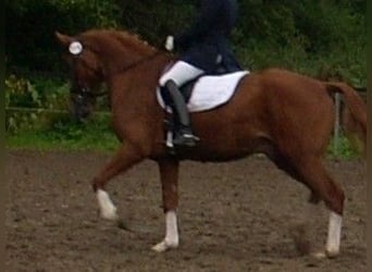 Weitere Warmblüter, Wallach, 18 Jahre, 167 cm, Fuchs