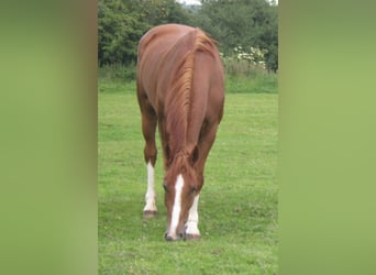 Weitere Warmblüter, Wallach, 18 Jahre, 167 cm, Fuchs