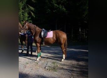 Weitere Warmblüter, Wallach, 18 Jahre, 167 cm, Fuchs