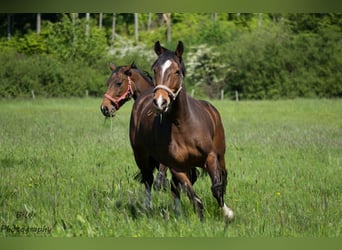 Weitere Warmblüter, Wallach, 18 Jahre, 168 cm, Brauner