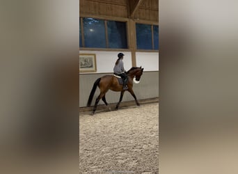 Weitere Warmblüter, Wallach, 18 Jahre, 168 cm, Brauner