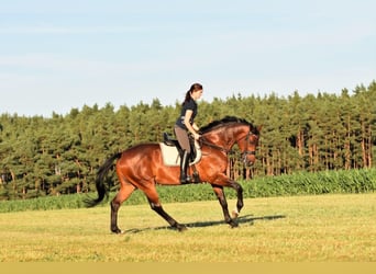 Weitere Warmblüter, Wallach, 18 Jahre, 168 cm, Dunkelbrauner
