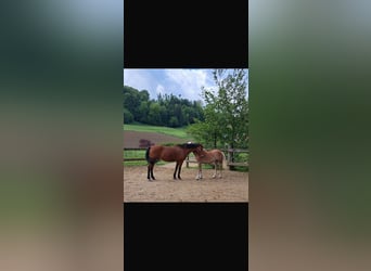 Weitere Warmblüter, Wallach, 18 Jahre, 170 cm, Brauner