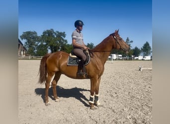 Weitere Warmblüter, Wallach, 18 Jahre, 172 cm, Fuchs