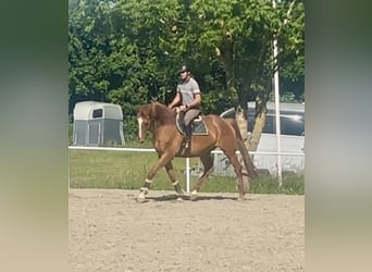 Weitere Warmblüter, Wallach, 18 Jahre, 172 cm, Fuchs