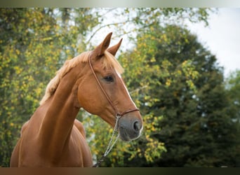 Weitere Warmblüter, Wallach, 18 Jahre, 173 cm, Fuchs