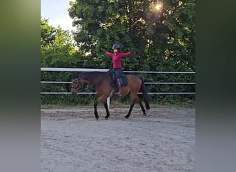 Weitere Warmblüter, Wallach, 19 Jahre, 160 cm