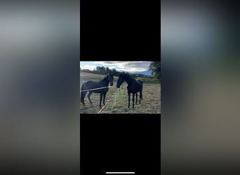 Weitere Warmblüter, Wallach, 19 Jahre, 162 cm