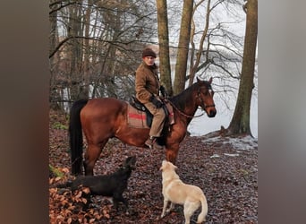 Weitere Warmblüter, Wallach, 19 Jahre, 163 cm, Brauner