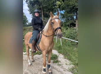 Weitere Warmblüter, Wallach, 19 Jahre, 167 cm, Fuchs
