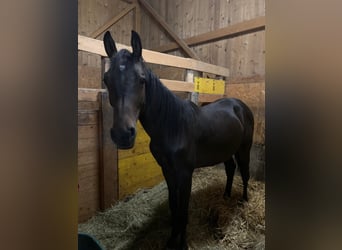 Weitere Warmblüter, Wallach, 1 Jahr, 165 cm, Schwarzbrauner