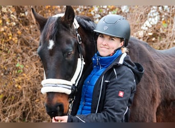 Weitere Warmblüter, Wallach, 20 Jahre, 155 cm, Dunkelbrauner