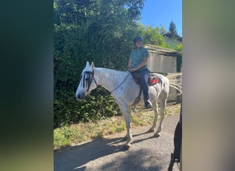 Weitere Warmblüter, Wallach, 20 Jahre, 158 cm, Schimmel