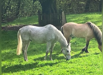 Weitere Warmblüter, Wallach, 20 Jahre, 158 cm, Schimmel