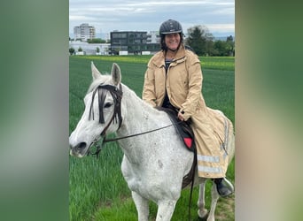Weitere Warmblüter, Wallach, 20 Jahre, 158 cm, Schimmel
