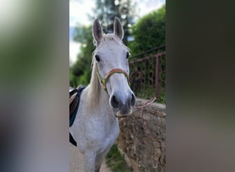 Weitere Warmblüter, Wallach, 20 Jahre, 158 cm, Schimmel