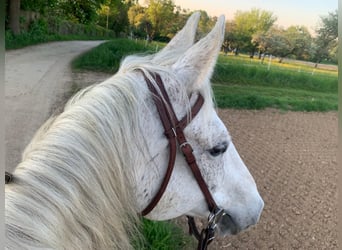 Weitere Warmblüter, Wallach, 20 Jahre, 158 cm, Schimmel