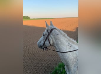 Weitere Warmblüter, Wallach, 20 Jahre, 158 cm, Schimmel