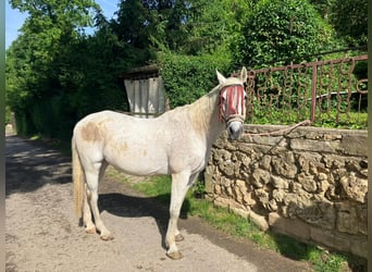 Weitere Warmblüter, Wallach, 20 Jahre, 158 cm, Schimmel