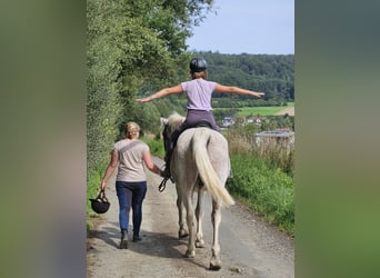 Weitere Warmblüter Mix, Wallach, 20 Jahre, 161 cm, White