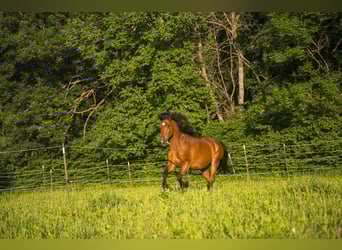 Weitere Warmblüter Mix, Wallach, 20 Jahre, 164 cm, Brauner