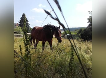 Weitere Warmblüter, Wallach, 21 Jahre, 162 cm, Brauner