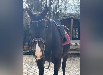 Weitere Warmblüter, Wallach, 21 Jahre, 165 cm, Dunkelbrauner