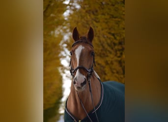 Weitere Warmblüter, Wallach, 21 Jahre, 168 cm, Fuchs