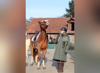 Weitere Warmblüter Mix, Wallach, 21 Jahre, 168 cm, Fuchs