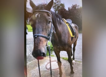 Weitere Warmblüter, Wallach, 21 Jahre, 170 cm, Dunkelbrauner