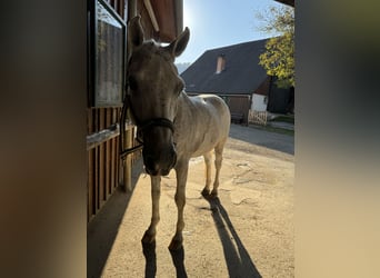 Weitere Warmblüter, Wallach, 22 Jahre, 158 cm, Fliegenschimmel