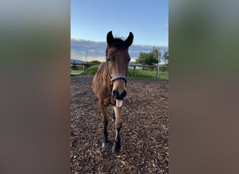 Weitere Warmblüter Mix, Wallach, 22 Jahre, 159 cm, Dunkelbrauner