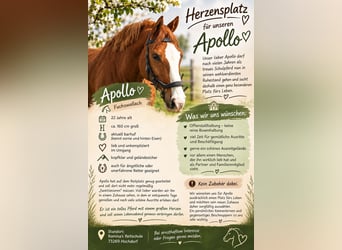 Weitere Warmblüter, Wallach, 22 Jahre, 160 cm, Fuchs