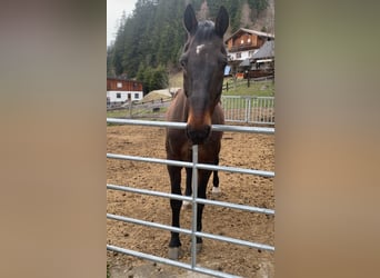 Weitere Warmblüter, Wallach, 22 Jahre, 170 cm, Dunkelbrauner