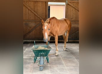Weitere Warmblüter, Wallach, 23 Jahre, 156 cm, Hellbrauner