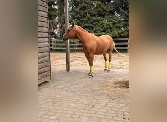 Weitere Warmblüter, Wallach, 23 Jahre, 156 cm, Hellbrauner