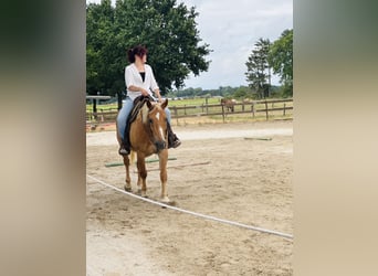 Weitere Warmblüter, Wallach, 23 Jahre, 156 cm, Hellbrauner