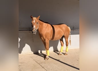 Weitere Warmblüter, Wallach, 23 Jahre, 156 cm, Hellbrauner