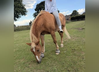 Weitere Warmblüter, Wallach, 23 Jahre, 156 cm, Hellbrauner