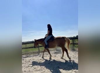 Weitere Warmblüter, Wallach, 23 Jahre, 156 cm, Hellbrauner